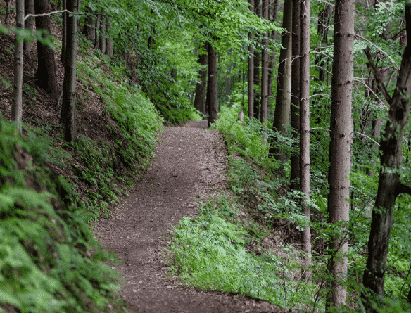 Smoke & Davey Trail System